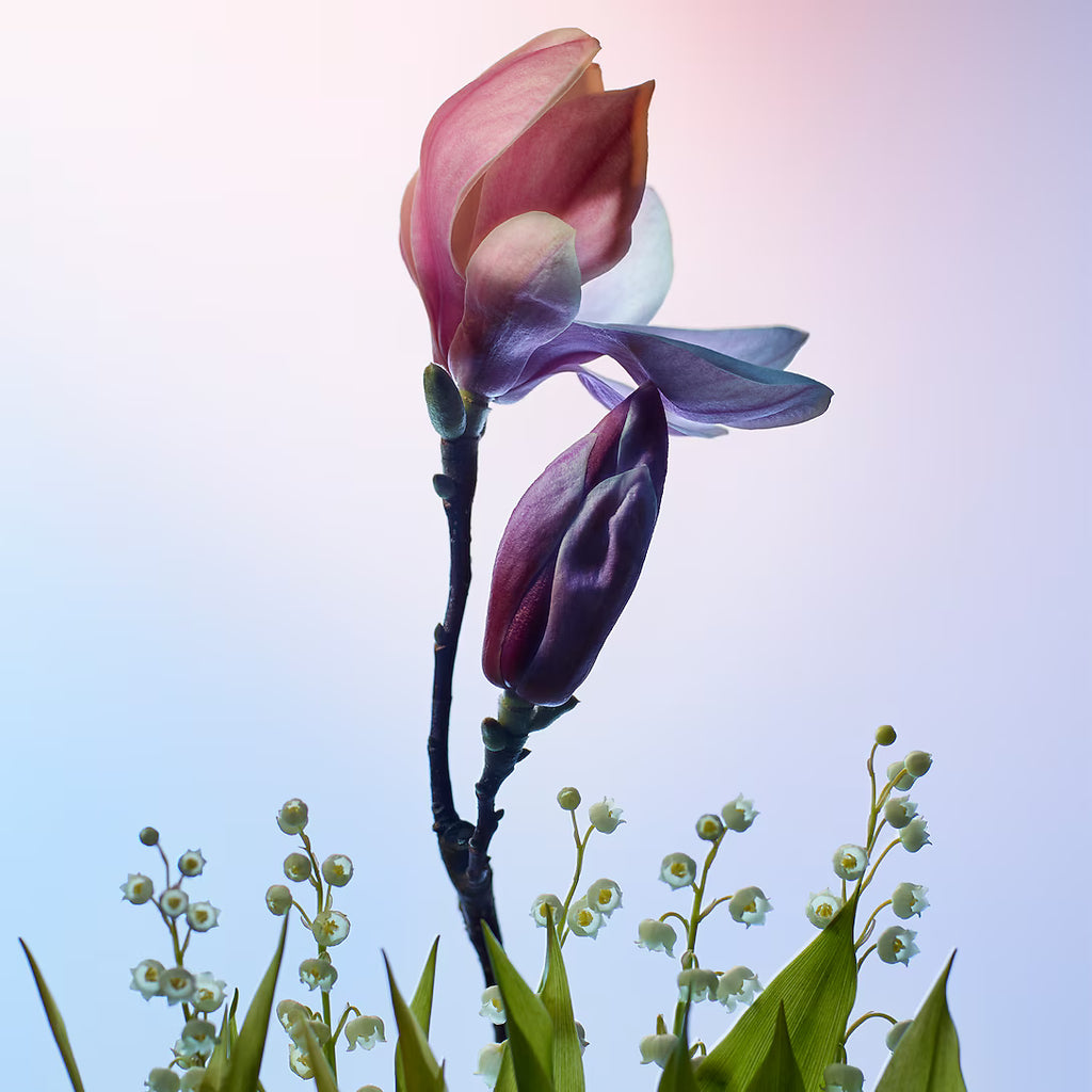 Louis Vuitton Apogée